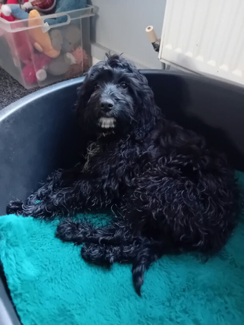 female cockapoo puppy 4 month old