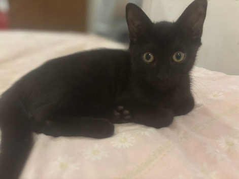 All black boy kitten