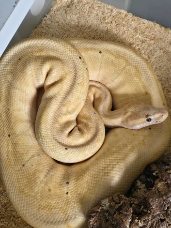 Collection of adult royal pythons