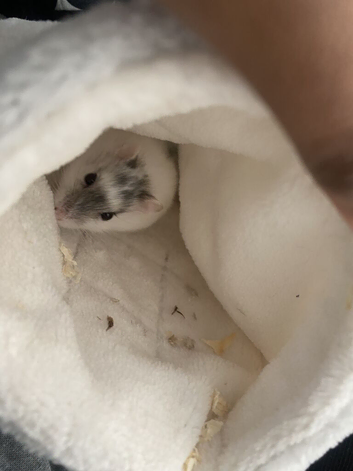 Russian dwarf hamster