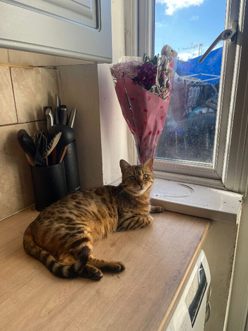 Beautiful Bengal Cat for Sale