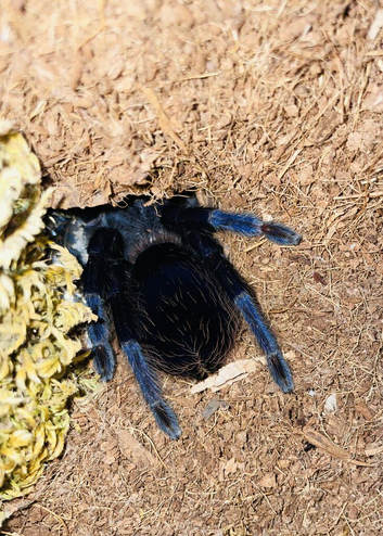 blue Brazilian,Pterinopelma sazimai