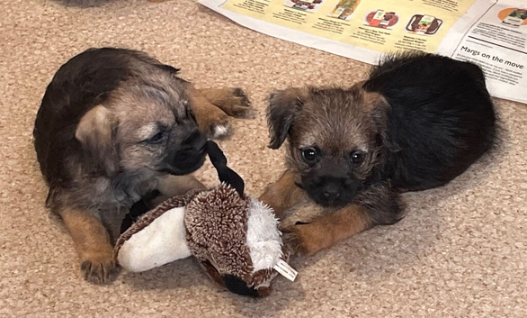 Beautiful border terriers