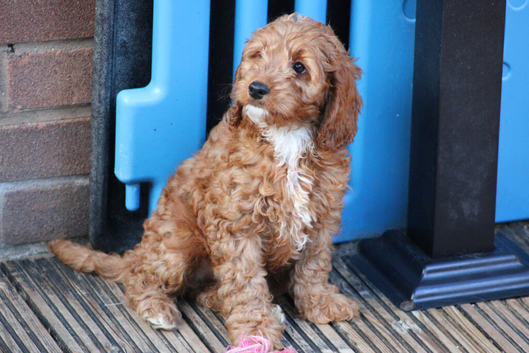 Ready for walks,  fully vaccinated