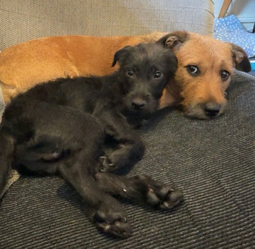 Potterdale puppies