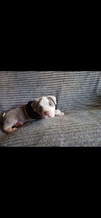 Two American bulldog puppies