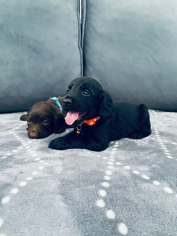 Pepper&rsquo;s beautiful pups