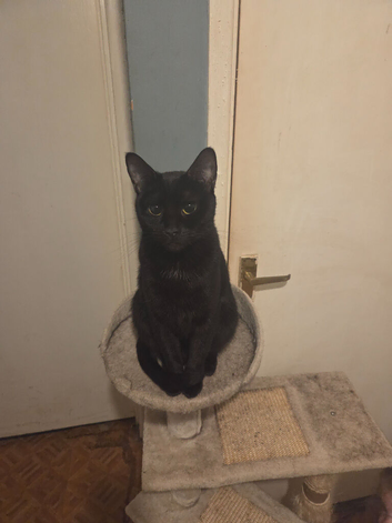 Female needing new home