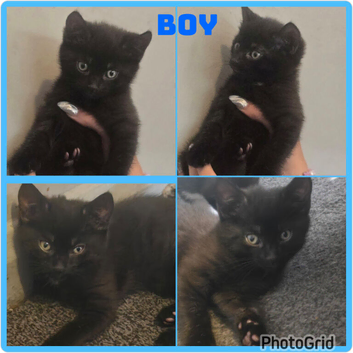 Just 1 cute little boy left  available