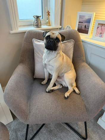 3 year old frug looking for new home