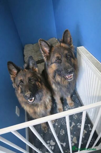 German shepherd pair