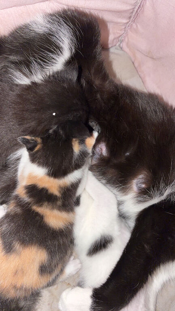 Kittens