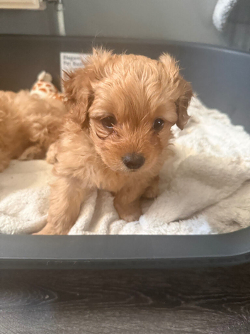 Selling male puppy cavapoo