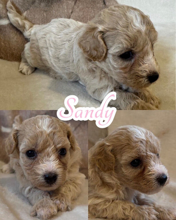 F1 Maltipoo Pups
