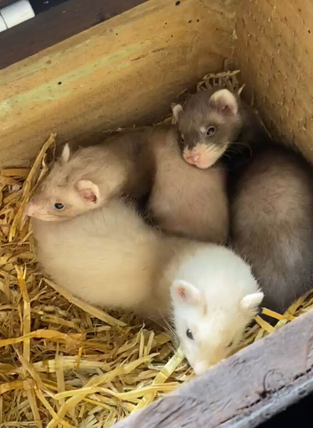 Ferrets kits due