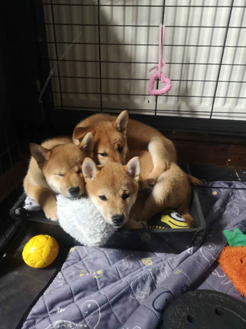 *3 LEFT* All Gorgeous kC Shiba Girls!