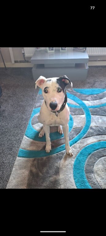 Greyhound bull for rehoming