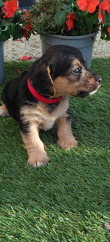 Jackapoo pups