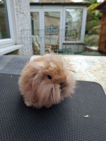 Beautiful Mini Lops