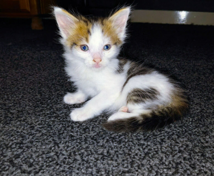 beautiful babies for sale
