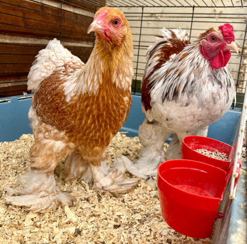 Splash Partridge Brahma Bantam Pair
