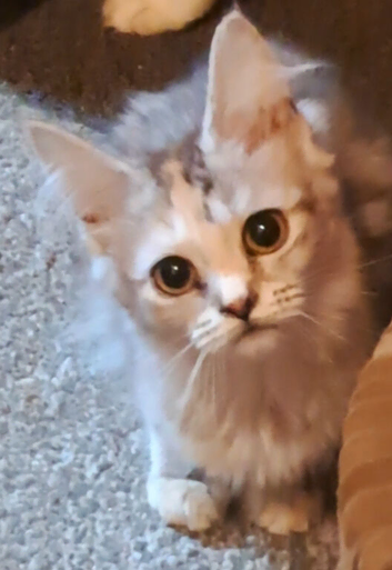 1 beautiful girl  still searching for loving home