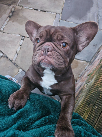Pink/fluffy carrier French Bulldog