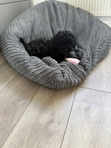 Black Shihpoo pup bitch