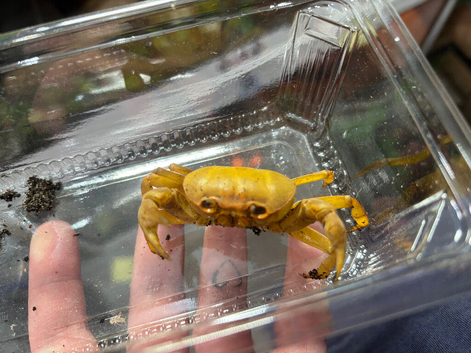 1x Banana Crab