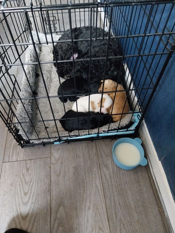 For sale cockapoo