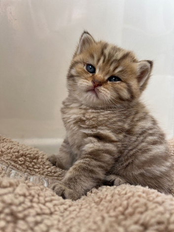 Stunning Golden Tabby British Shorthair boy