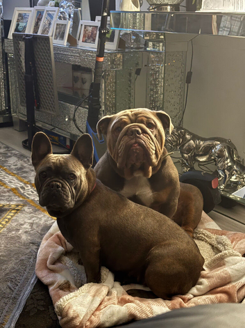 4 puppies