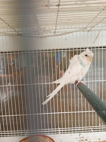 Helicopter budgies 2026 for sale