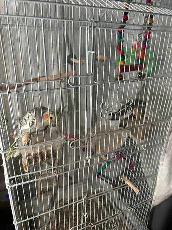 1 cockatiels, male