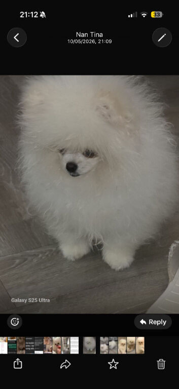 Kc reg Pomeranian male