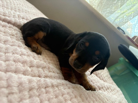 Doxiepoo F1 puppies