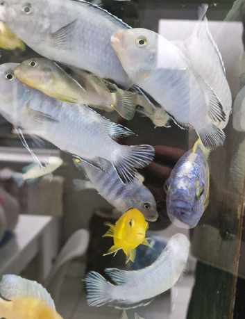 Mbhuna fish