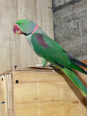 Alexandrian Male&Female