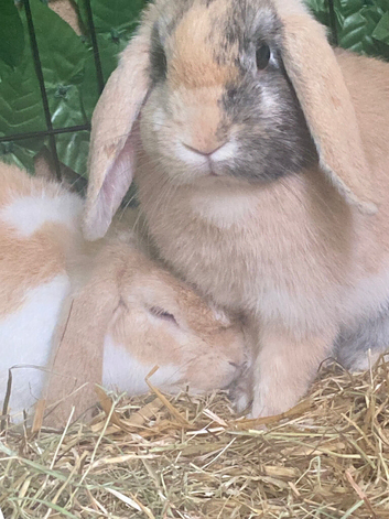Male and female Holland lop breeding pair