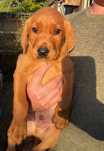 Beautiful fox red Labrador pups