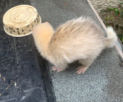 Small ferrets