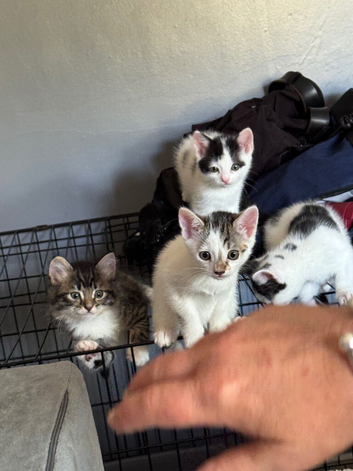 Kittens for sale