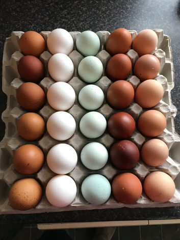 HATCHING EGGS / PURE BREED / VARIOUS BREEDS