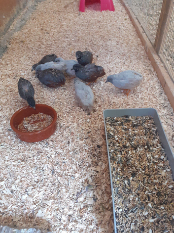 Chinese painted quails
