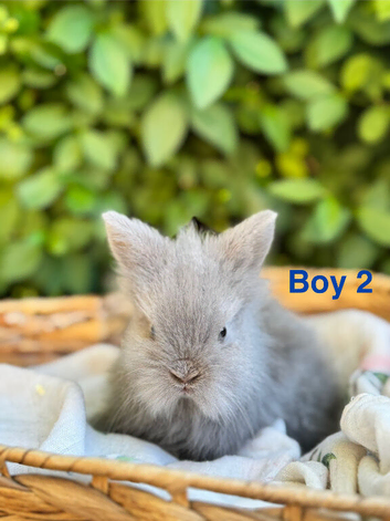 Beautiful baby lionlops 1 girl & 2 boys left