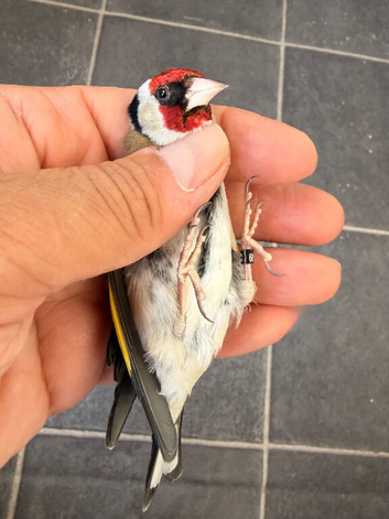 2025 goldfinch male very fit and healthy