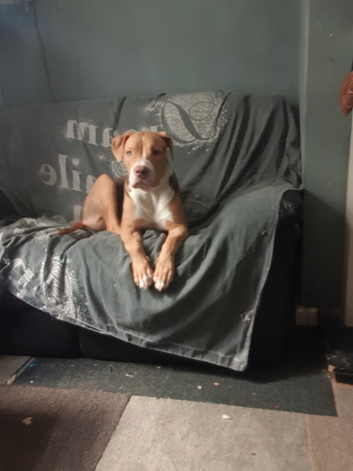 Female puppy