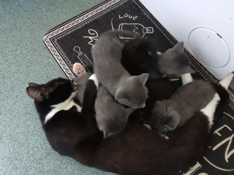 Boy and girl mixed litter