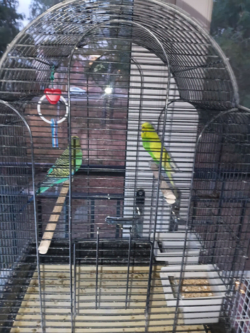 Budgies and cage