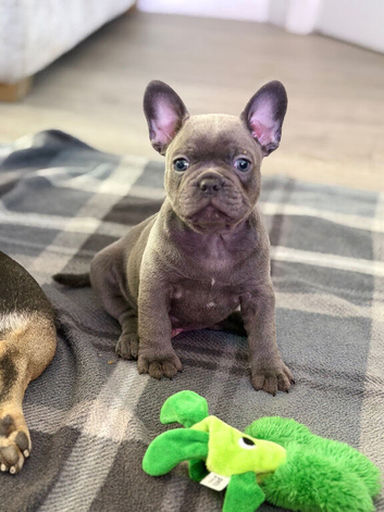 Gorgeous male French bulldog puppy (Grey)